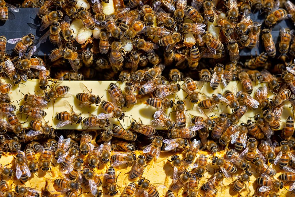 bees moving around in hive