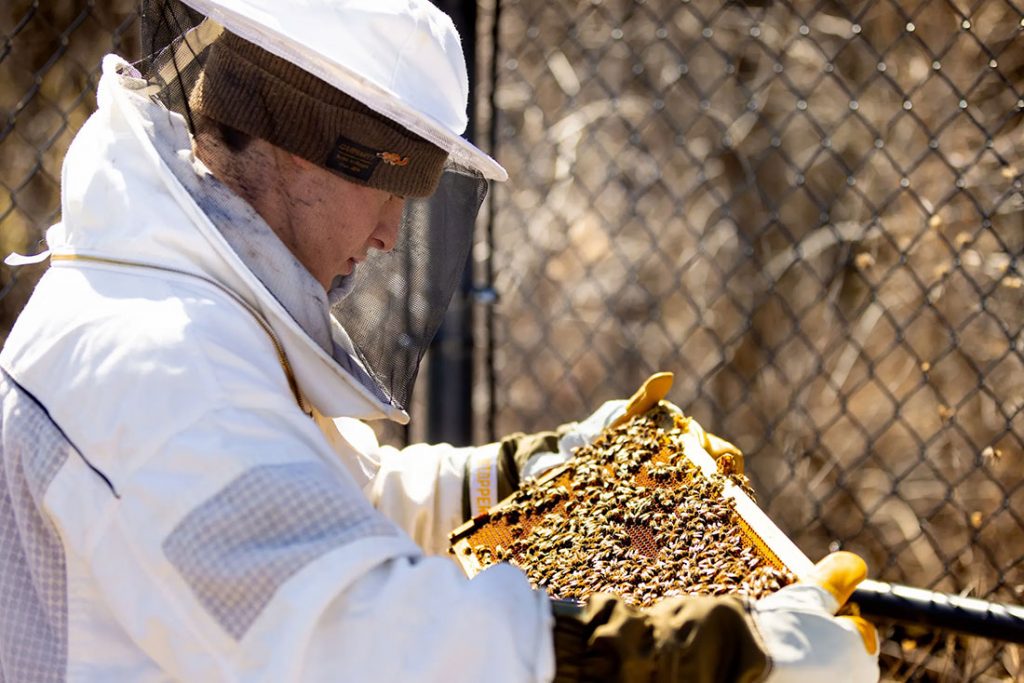 male student pulling out tray from hive