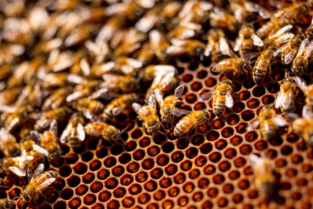 worker bees in hive